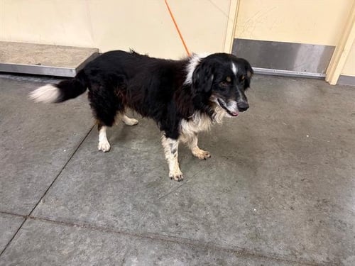 LANCE - Australian Shepherd available for adoption