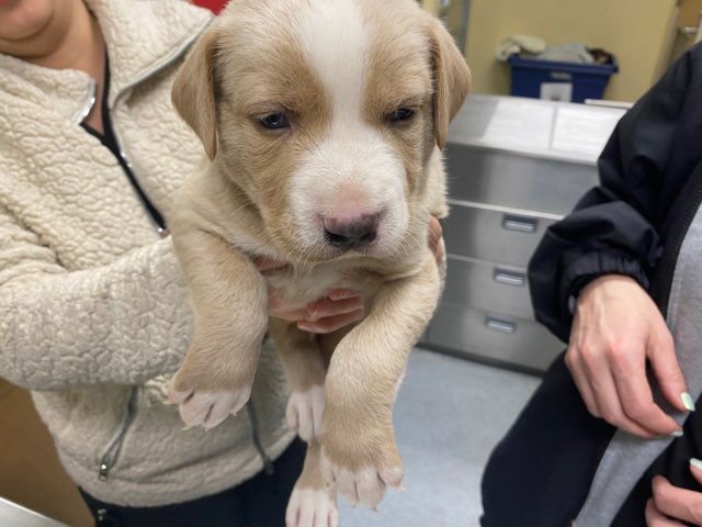 QUESO - Australian Cattle Dog/Blue Heeler / Labrador Retriever available for adoption