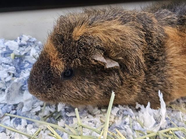 RANGER RICK - Guinea Pig available for adoption