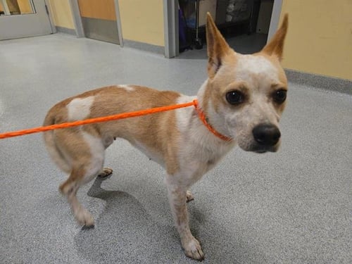 COCO - Australian Cattle Dog/Blue Heeler available for adoption