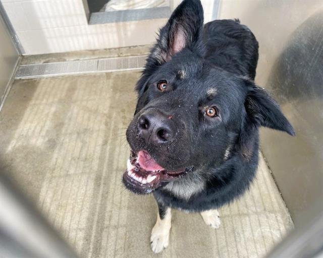 DUBLIN - German Shepherd Dog / Mastiff available for adoption