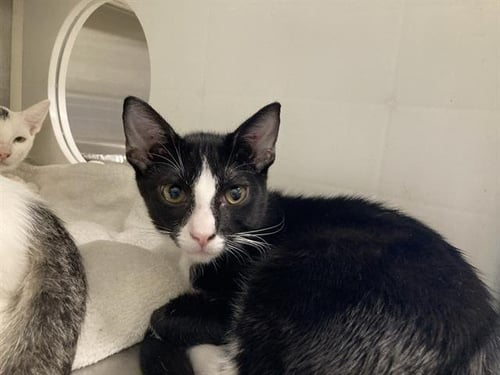 PHO - Domestic Short Hair available for adoption