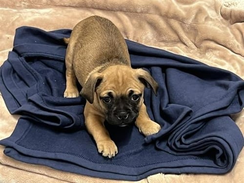 BARNABY - Beagle / Pug available for adoption