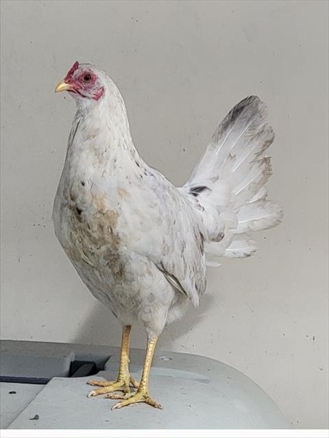 CARLY - Leghorn available for adoption