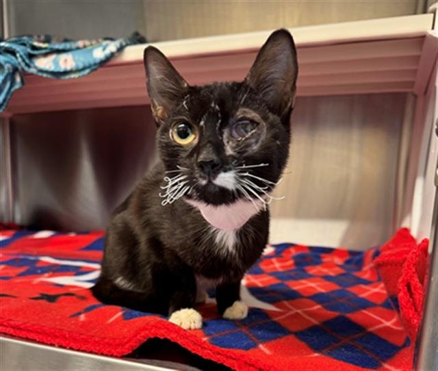 SPYRO - Domestic Short Hair available for adoption