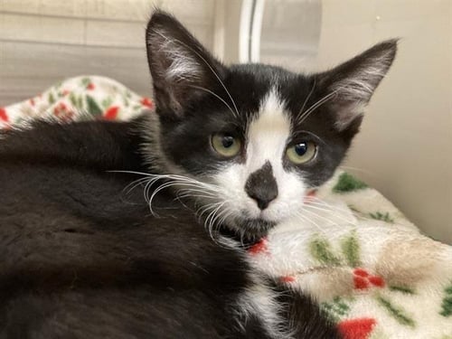 OREO - Domestic Short Hair available for adoption