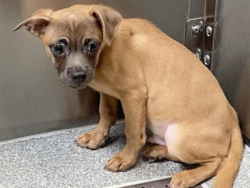 STORMJAW - Papillon / Chihuahua available for adoption