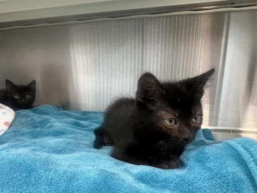 FAIRY - Domestic Short Hair for adoption in Irvine