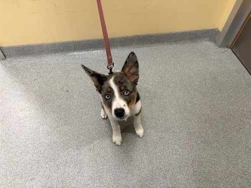 SABRINA - Australian Shepherd available for adoption