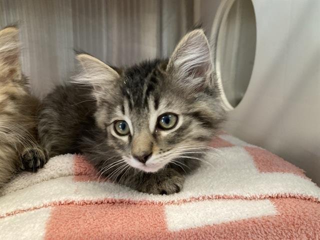 REN - Domestic Medium Hair available for adoption