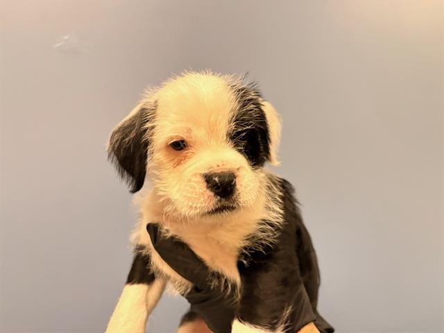 EMILY - Labrador Retriever / Border Terrier available for adoption