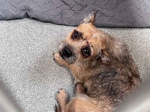 AURORA - Cairn Terrier available for adoption