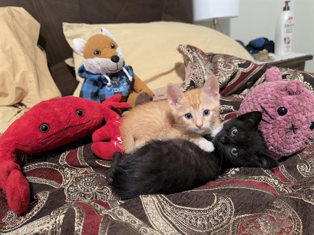 CARROT - SITTIN' W/ KITTENS Image