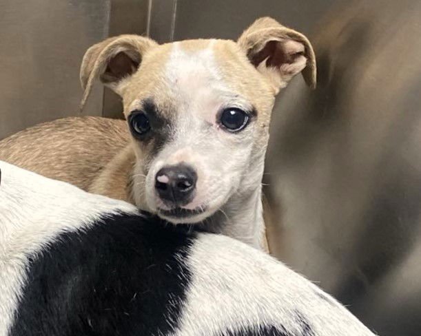 COCO - Chihuahua available for adoption