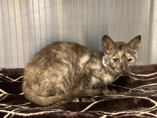 AMBER - Domestic Short Hair available for adoption