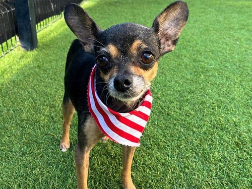 ANGELICA - Chihuahua available for adoption