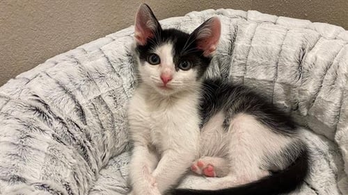 SAUSALITO - Domestic Short Hair available for adoption