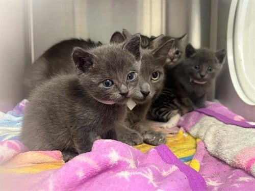 A1969630 - Domestic Short Hair available for adoption
