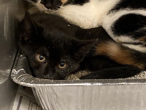 CASH - Domestic Short Hair available for adoption