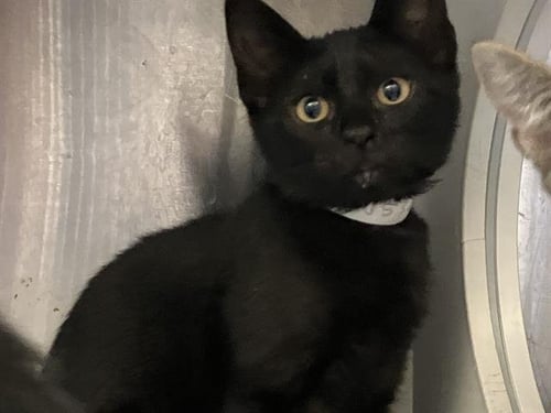 CASH - Domestic Short Hair available for adoption