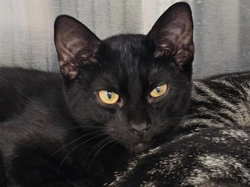 CASH - Domestic Short Hair for adoption in Anaheim