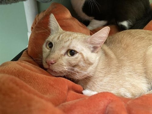 CARROT - Domestic Short Hair available for adoption