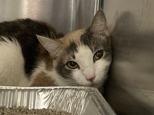 CAROLINA - Domestic Short Hair for adoption in Santa Ana