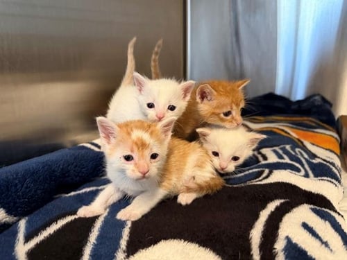 MASSIE - Domestic Short Hair available for adoption