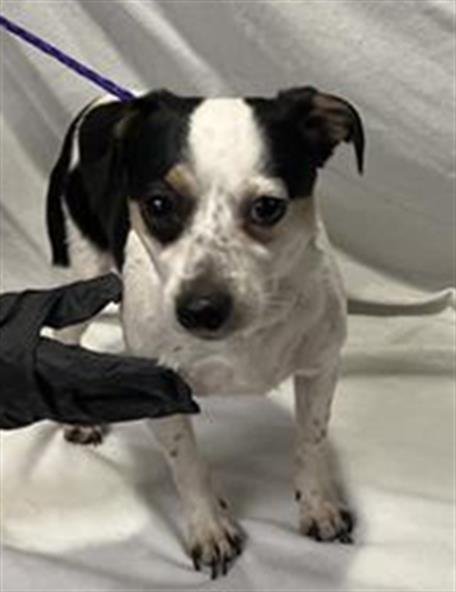 RUCKUS - Chihuahua available for adoption