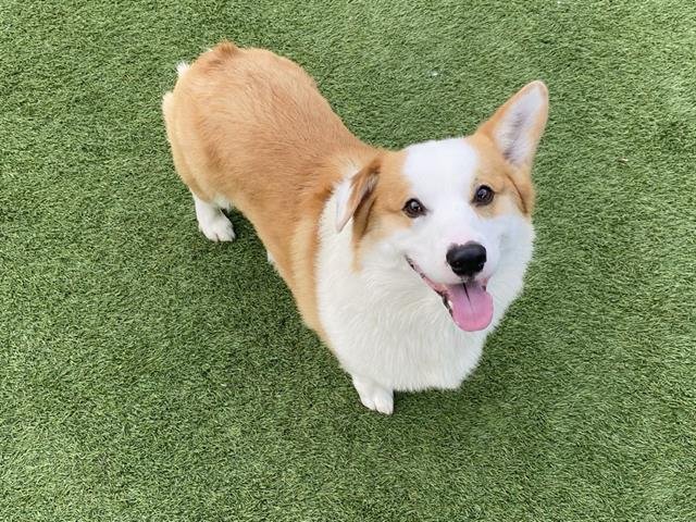 REX - Pembroke Welsh Corgi available for adoption