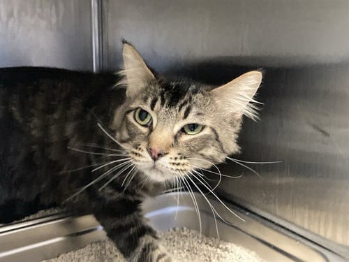 RAIN - Domestic Short Hair available for adoption