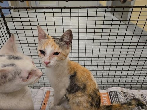 CRYSTAL - Domestic Short Hair available for adoption