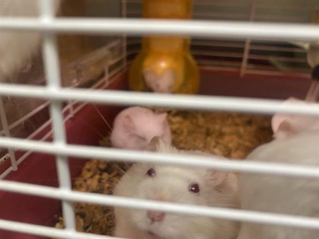 URSELA - Hamster available for adoption