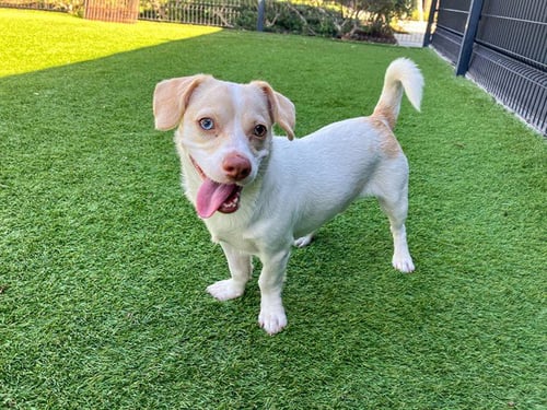 PRINGLE - Parson Russell Terrier / Beagle available for adoption