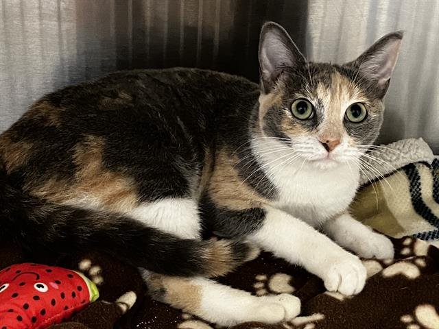 ADRIE - Domestic Short Hair available for adoption