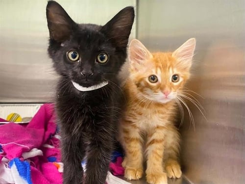 STEWART - Domestic Medium Hair available for adoption