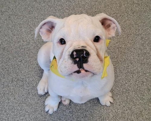 SANSA - English Bulldog available for adoption