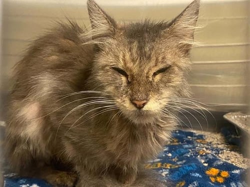 ROSIE - Domestic Medium Hair available for adoption