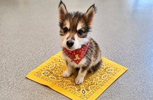 DOLLY - Alaskan Klee Kai available for adoption