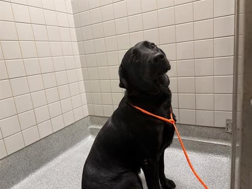 MICHELANGELO - Labrador Retriever available for adoption