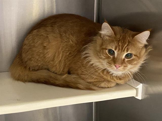 TANGERINE - Domestic Long Hair available for adoption