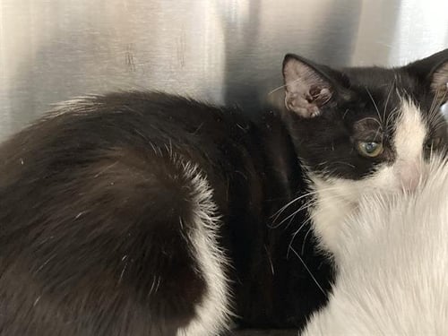 BANH MI - Domestic Short Hair available for adoption