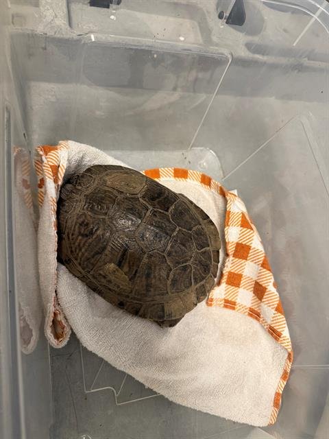 APRIL - Turtle available for adoption