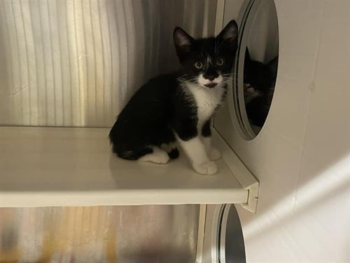 COMET - Domestic Short Hair available for adoption