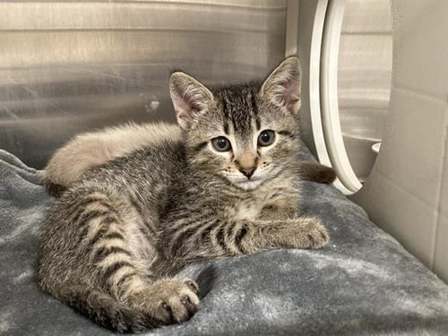 MISO - Domestic Short Hair available for adoption