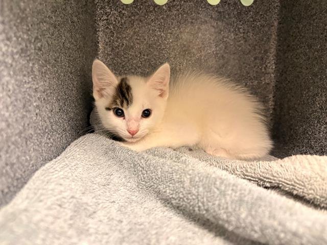 PATCH - Domestic Short Hair available for adoption