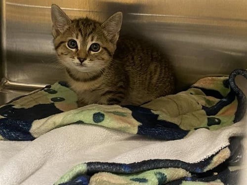 EGGROLL - Domestic Short Hair available for adoption