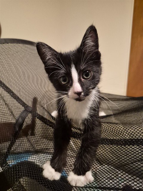 YUZU - Domestic Short Hair available for adoption