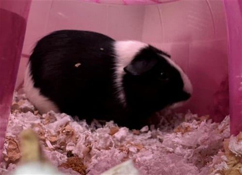 ARDIS - Guinea Pig available for adoption