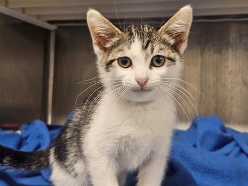 ODIE - Domestic Short Hair available for adoption
